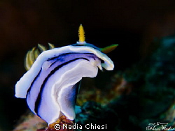nudibranch by Nadia Chiesi 